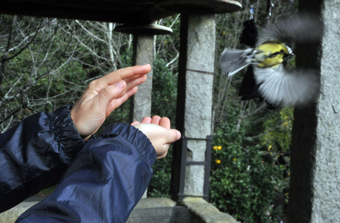 Anilhagem científica de aves selvagens