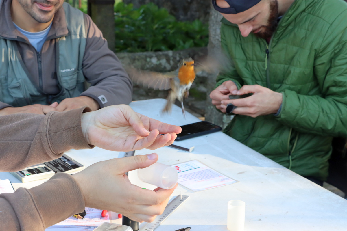 Anilhagem científica de aves selvagens