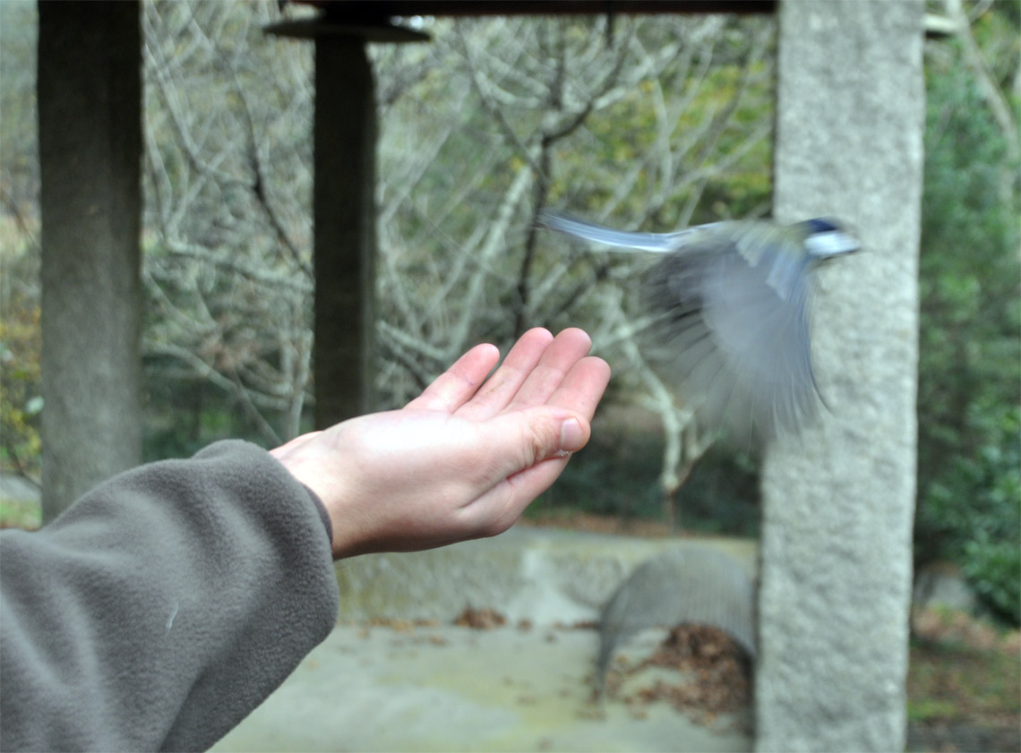 Anilhagem científica de aves selvagens