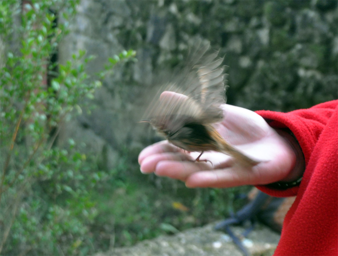 Anilhagem científica de aves selvagens