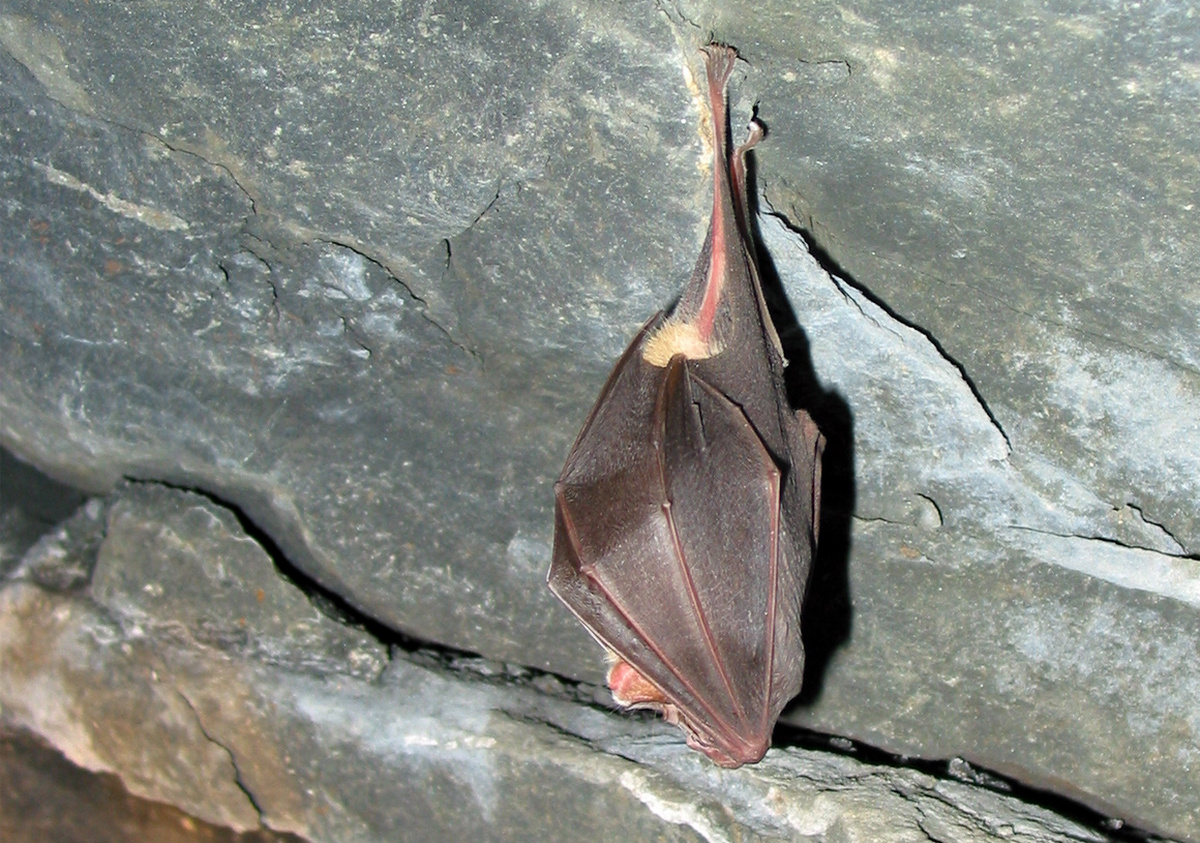 DESCOBRIR OS MORCEGOS DO PARQUE