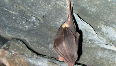 DESCOBRIR OS MORCEGOS DO PARQUE 