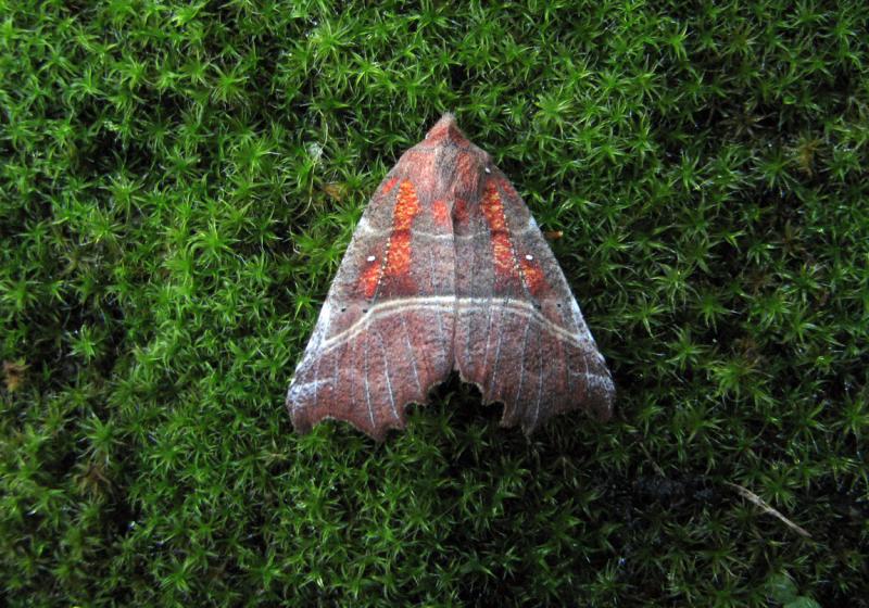 Jg 7558 Scoliopteryx Libatrix