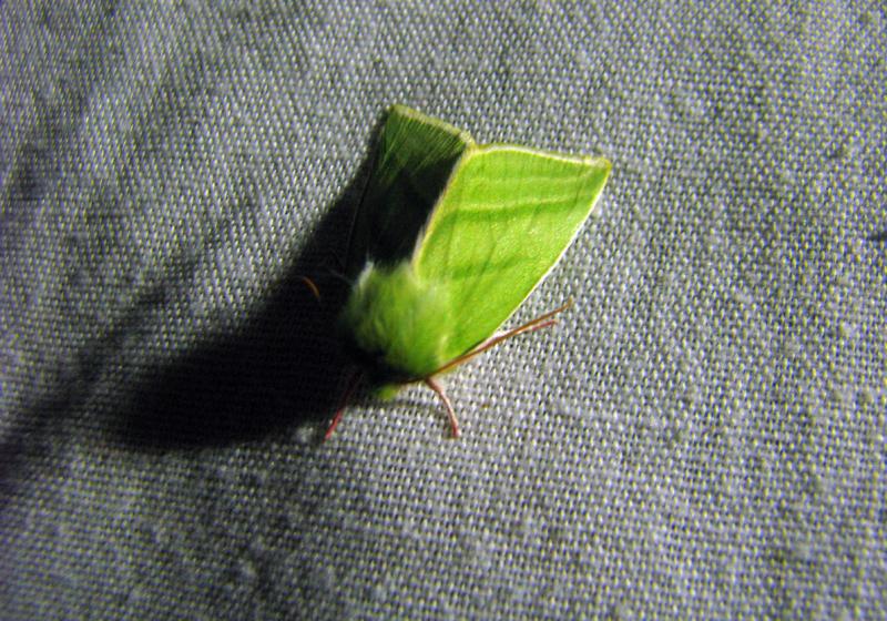 8556 Pseudoips Prasinana