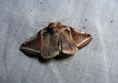 8558 Habrosyne Pyritoides