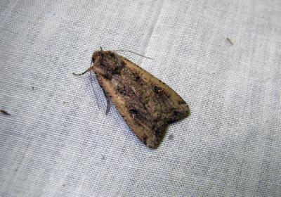 8626 Peridroma Saucia
