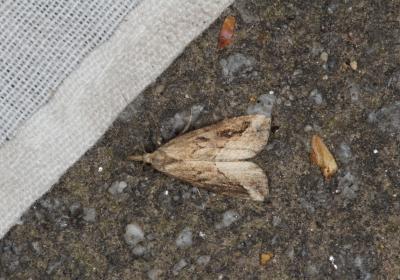 Hna 8840 Schrankia Costaestrigalis