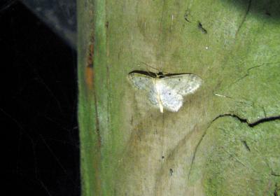 1641 Idaea