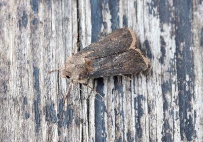 1203agrotis Segetum