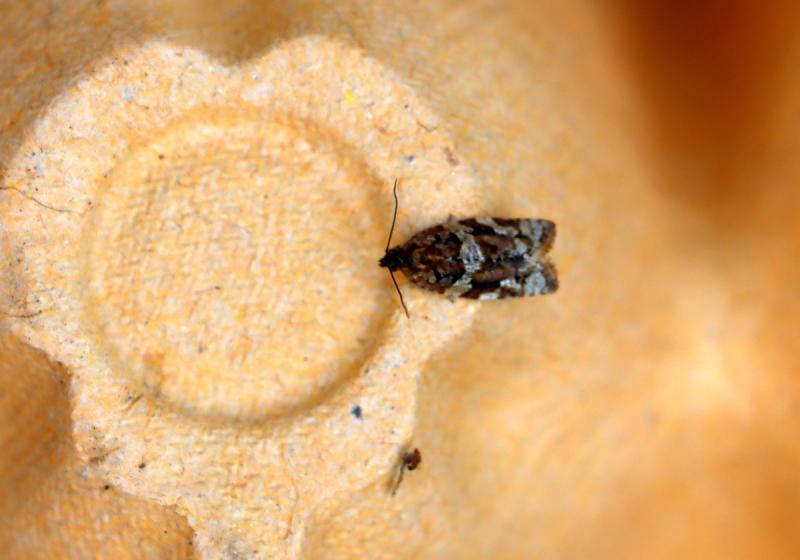 2075 Argyrotaenia Ljungiana