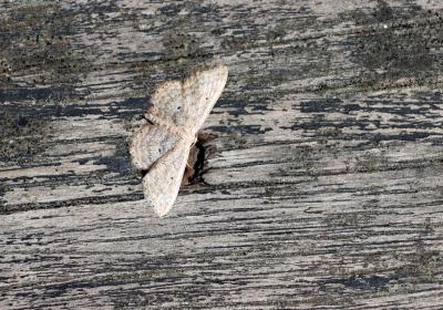 2127 Scopulaminorata