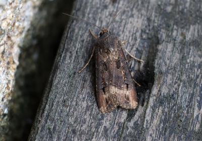 2186 Agrotis Ipsilon