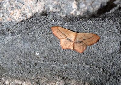 2195 Scopula Imitaria