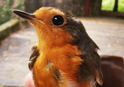 Abril | anilhagem científica de aves selvagens