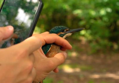 Junho | anilhagem científica de aves selvagens