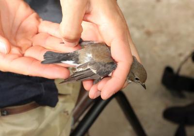 Setembro | anilhagem científica de aves selvagens