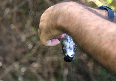 Outubro | anilhagem científica de aves selvagens