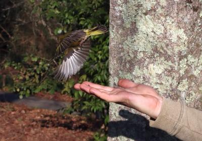 Fevereiro 2024 | anilhagem científica de aves selvagens