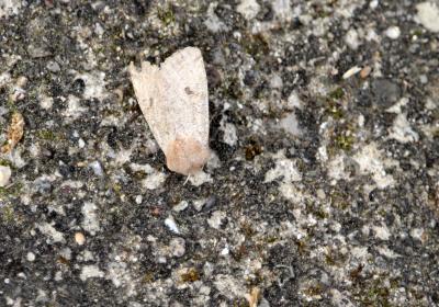  3477 Orthosia Incerta Jnunes