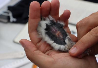 Março 2024 | anilhagem científica de aves selvagens