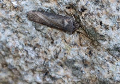 7042agrotis Ipsilon