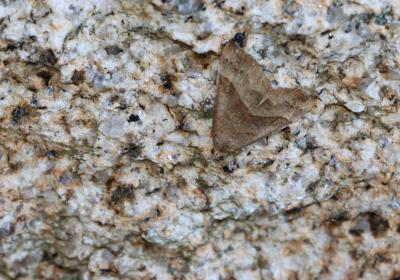 7135hypena Proboscidalis