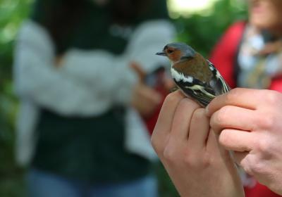 Abril 2024 | anilhagem científica de aves selvagens