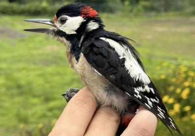 Maio 2024 | anilhagem científica de aves selvagens