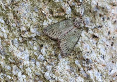 8844 Polyphaenis Sericata