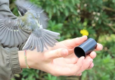 Julho 2024 | anilhagem científica de aves selvagens