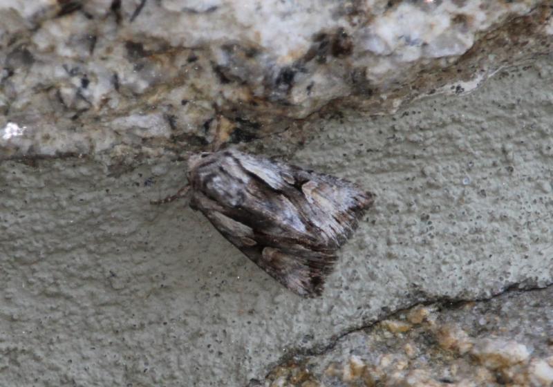 Chloantha Hyperici