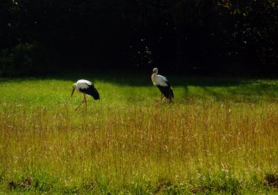 «Cegonhas no Parque», de Jorge Novo