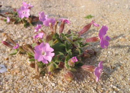 Silene-das-praias