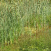 0-typha-l.jpg