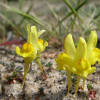 066_Linaria-p.jpg