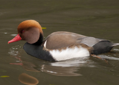 Pato-de-bico-vermelho