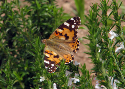 Vanessa cardui