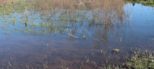 Habitats de água doce