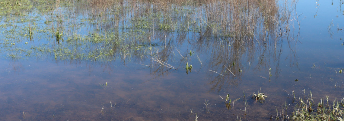 Habitats de água doce