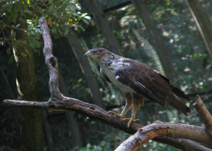 Águia-de-bonelli