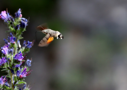 Macroglossum stellatarum