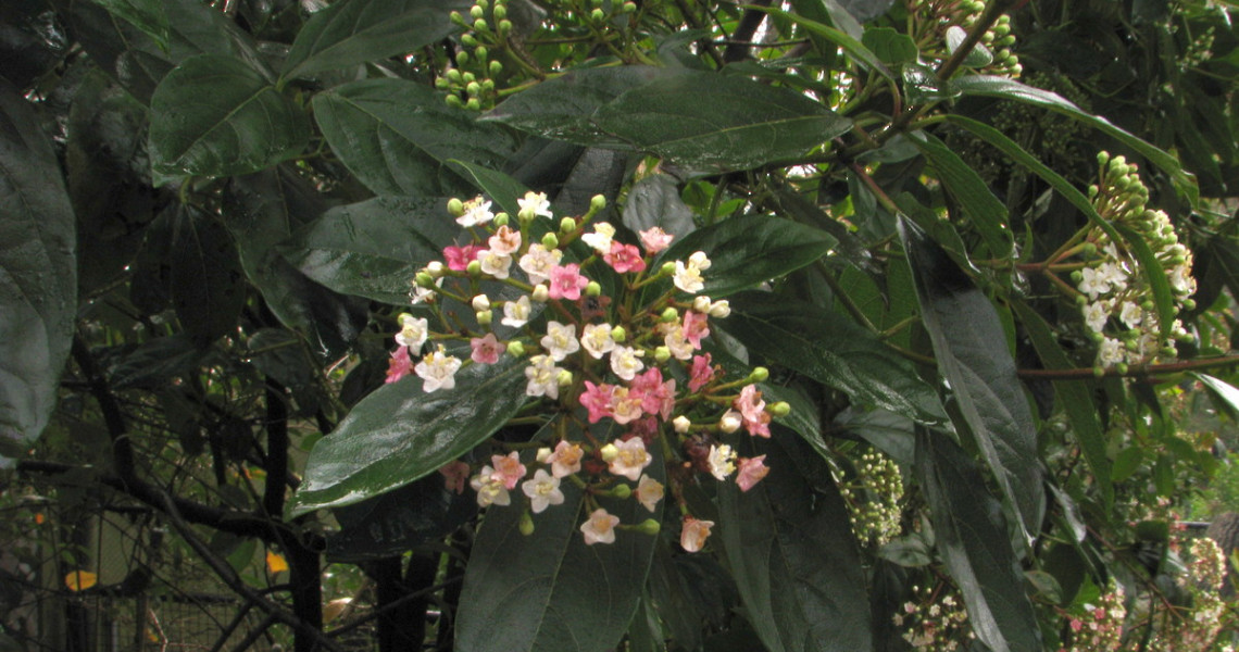 Viburnum