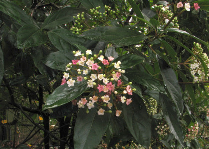 Viburnum