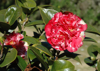 Camélia Peonia Superba