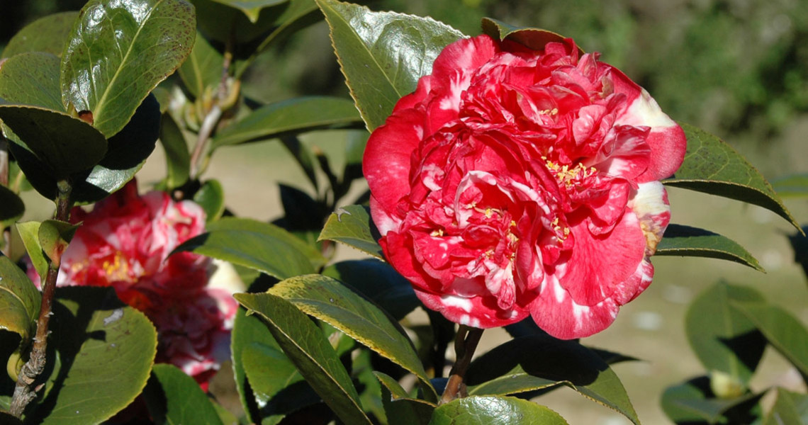 Camélia Peonia Superba