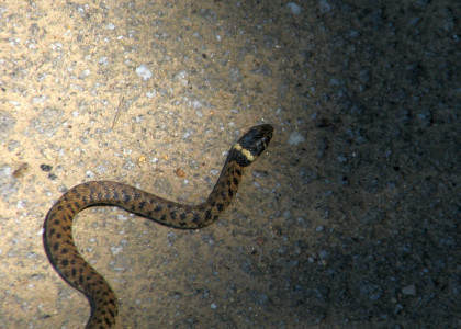 Cobra de água de colar