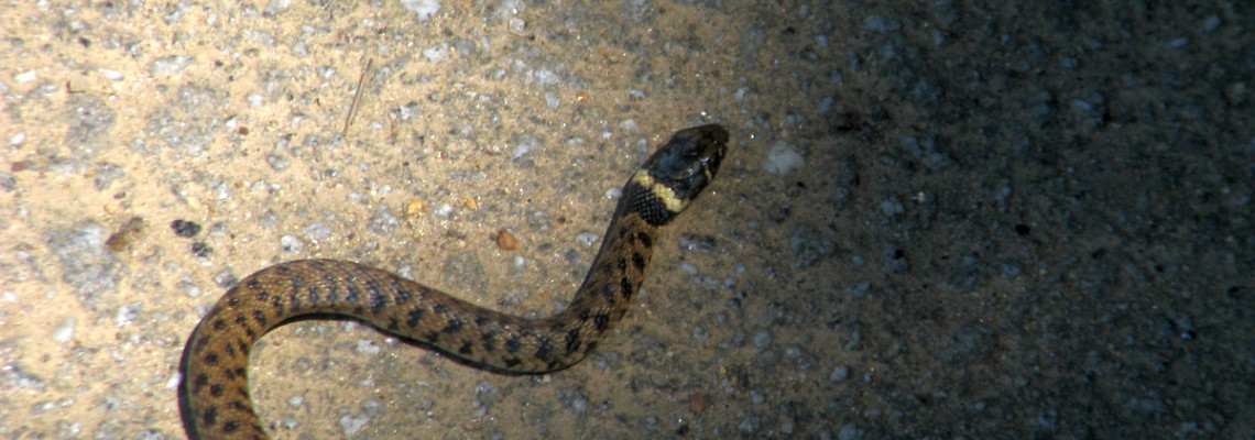 Cobra de água de colar