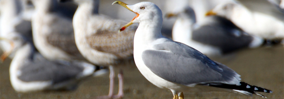 Gaivota-de-patas-amarelas