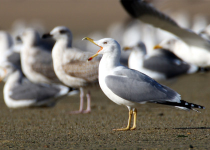 Gaivota-de-patas-amarelas