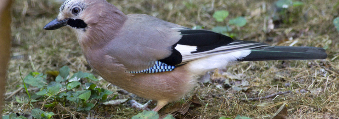 Garrulus